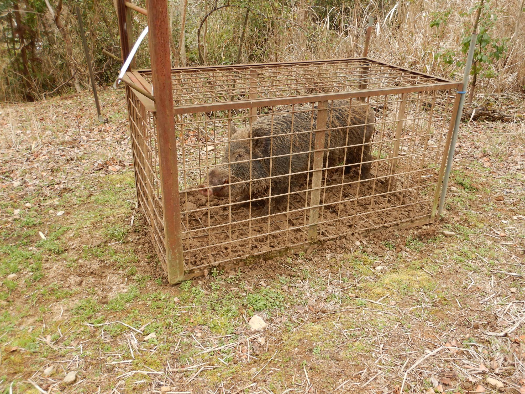 箱わなで捕獲されたイノシシの写真。