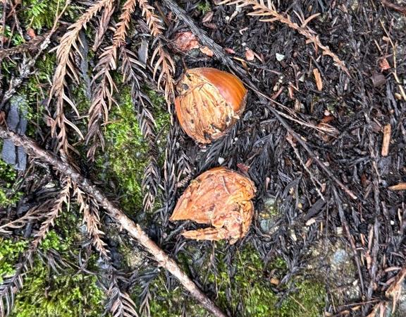 サルが栗を食べた後の残骸