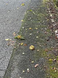 初谷栗